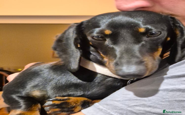 Miniature Dachshund dogs - Advert 1