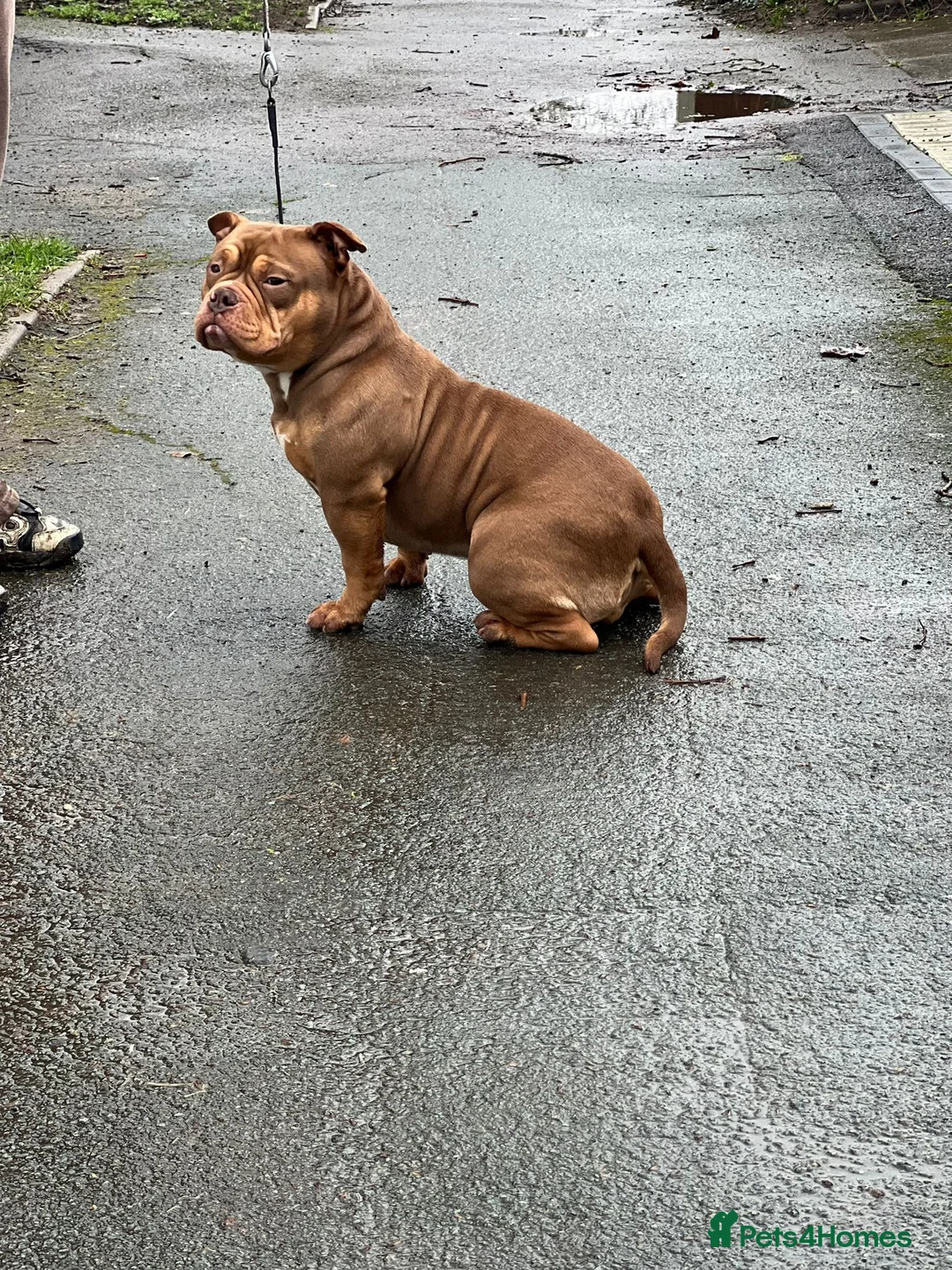 American Bully dogs for sale: Chocolate tri female  - Advert 4