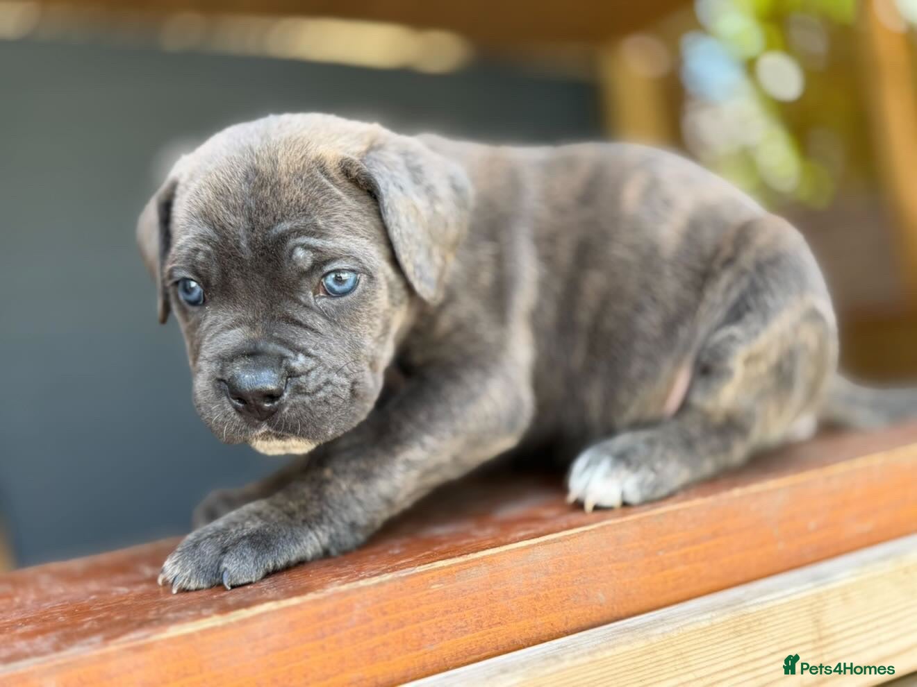 Cane Corso dogs Stunning cane corso 🐶 - Advert 1