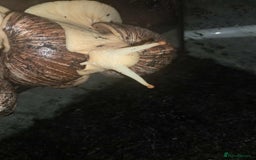 Snails invertebrates for sale: Large Albino Land Snails x3 Free - Image 4