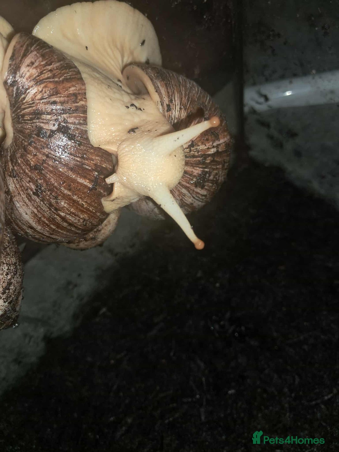 Snails invertebrates for sale: Large Albino Land Snails x3 Free - Image 4