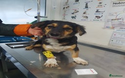 Mixed Breed dogs for adoption: Meet Sweet KATIA !  She needs a new Loving HOME... - Image 20