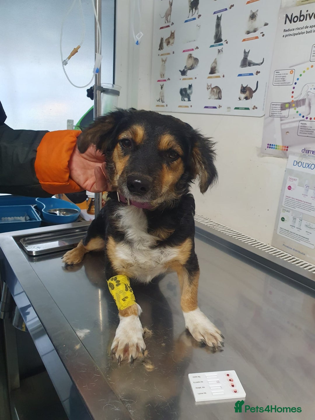Mixed Breed dogs for adoption: Meet Sweet KATIA !  She needs a new Loving HOME... - Image 20
