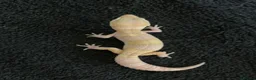 Leopard Gecko reptiles for sale: Albino leopard geckos cb26 - Advert 6