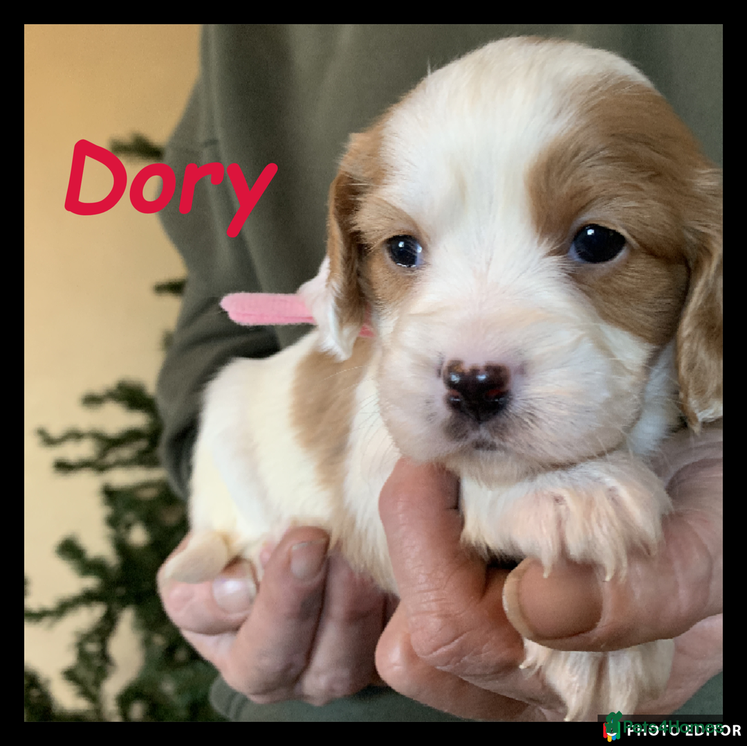 Cockalier dogs for sale: Beautiful Cockalier Pups – Loving Homes Await - Advert 26