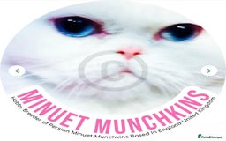 Munchkin cats for sale: White Persian Minuet munchkin blue & odd eyes - Image 15
