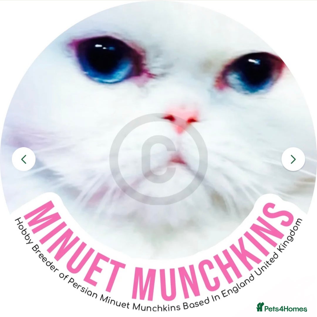 Munchkin cats for sale: White Persian Minuet munchkin blue & odd eyes - Image 15