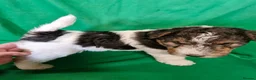 Fox Terrier dogs for sale: 3 little foxie girls - Advert 5