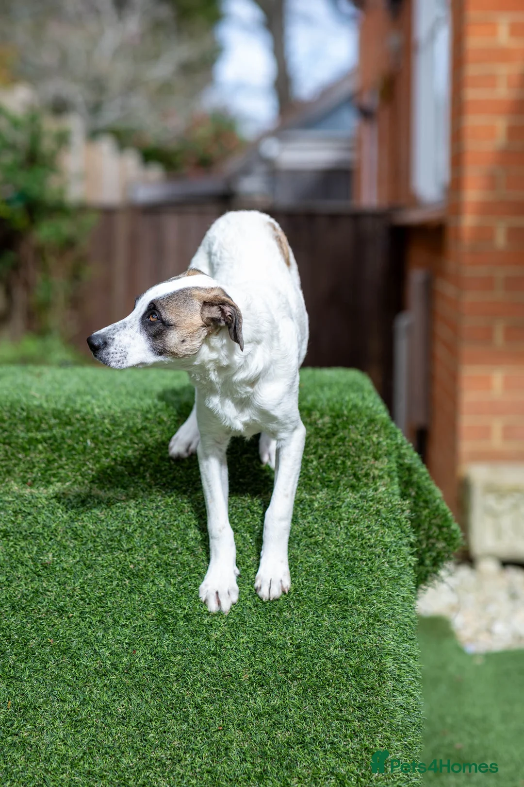 Mixed Breed dogs for adoption: Petit Piper - Advert 2