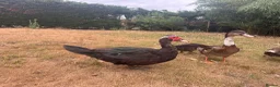 Ducks poultry for sale: Muscovy Ducks for sale - Male & Female - Advert 22