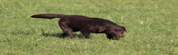 Labrador Retriever dogs for sale: Fully Health Tested Chocolate Labrador  - Advert 4