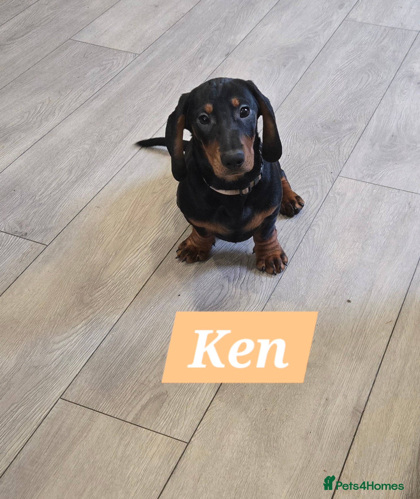 Dachshund dogs Beautiful Daxis - Advert 4