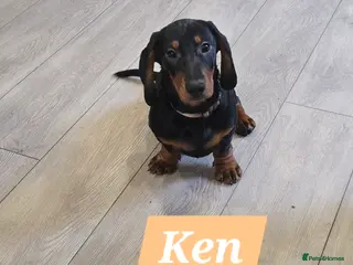 Dachshund dogs Beautiful Daxis - Advert 4