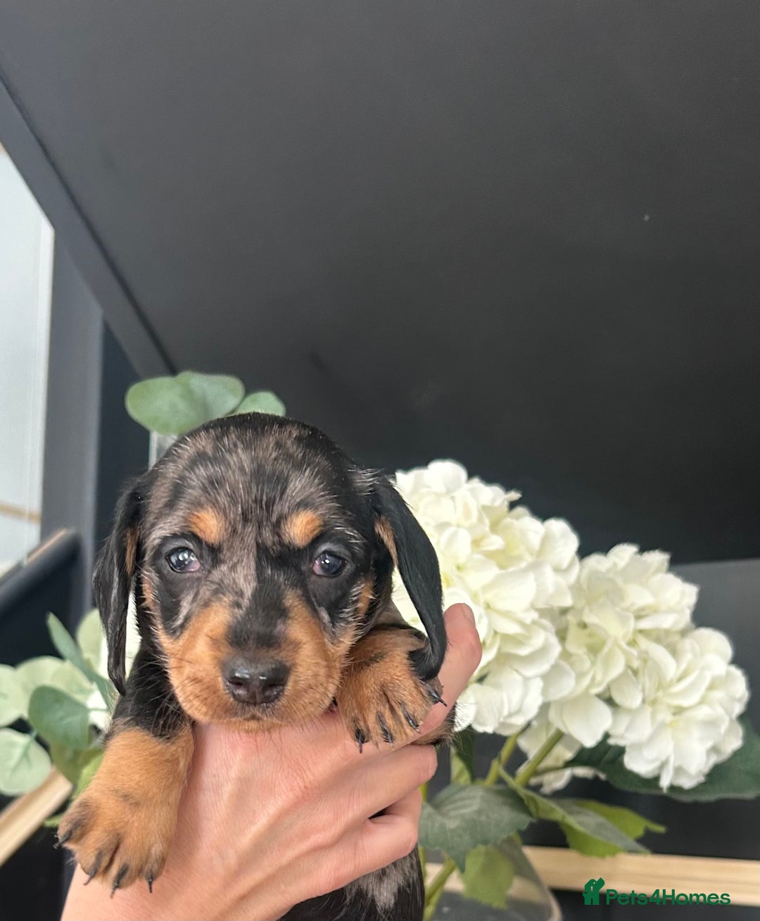 Dachshund dogs for sale: Fully dna health tested wire hair dachshund pups - Image 27