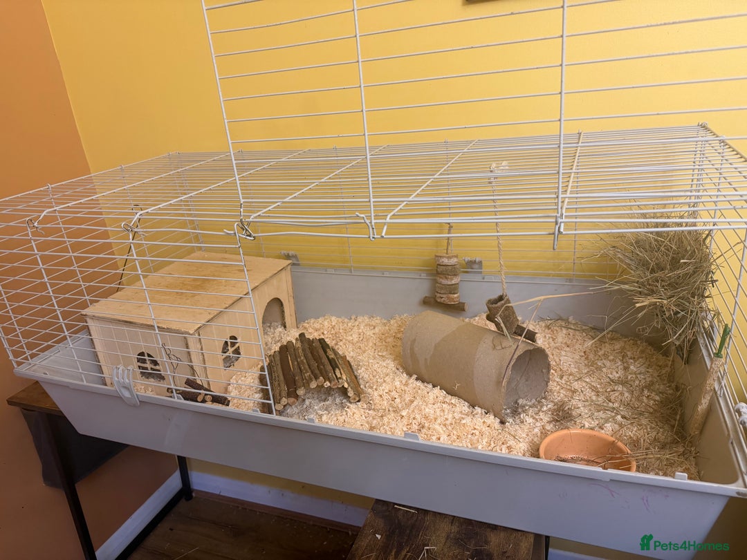 Guinea Pig rodents for sale: 2 brother’s Guinea pigs for sale  - Image 5