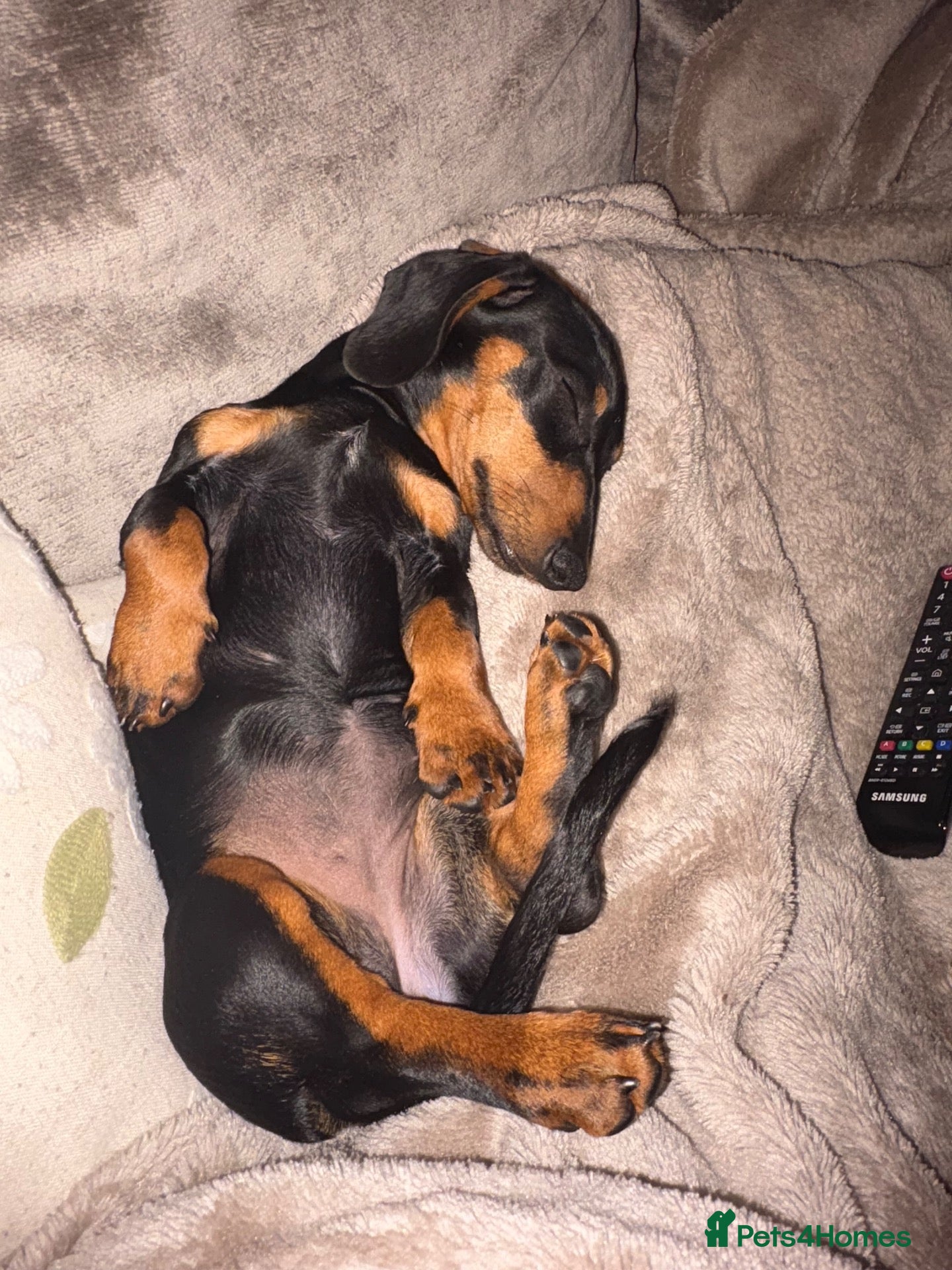 Dachshund dogs Dachshund for sale  - Advert 3