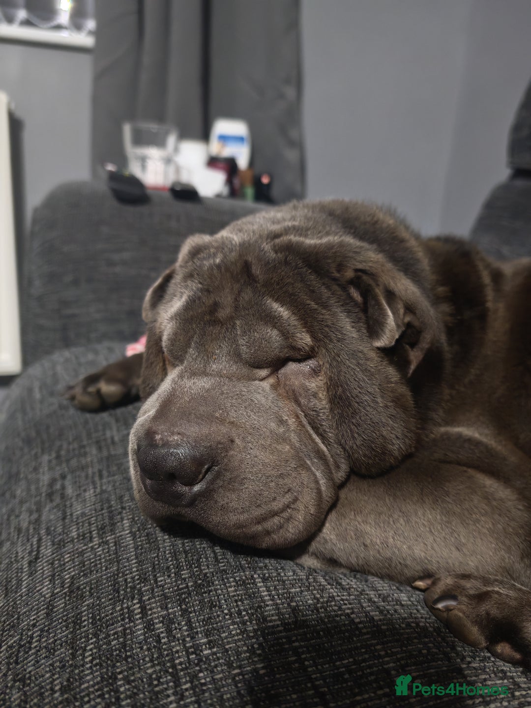 Shar Pei dogs for sale: Male Blue Shar Pei  - Advert 7