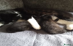 Mixed Breed cats for sale: 1 baby kitten - Image 1