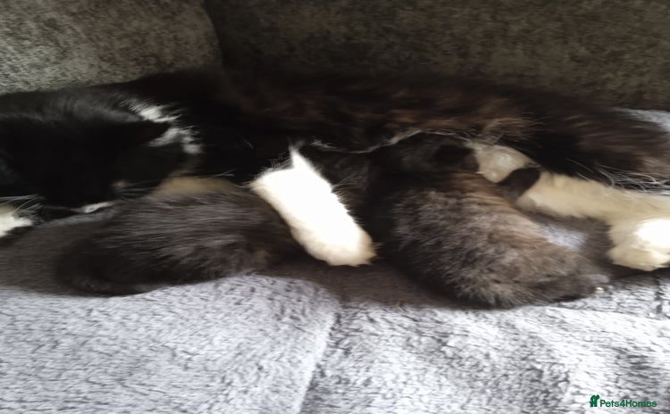Mixed Breed cats - Advert 1