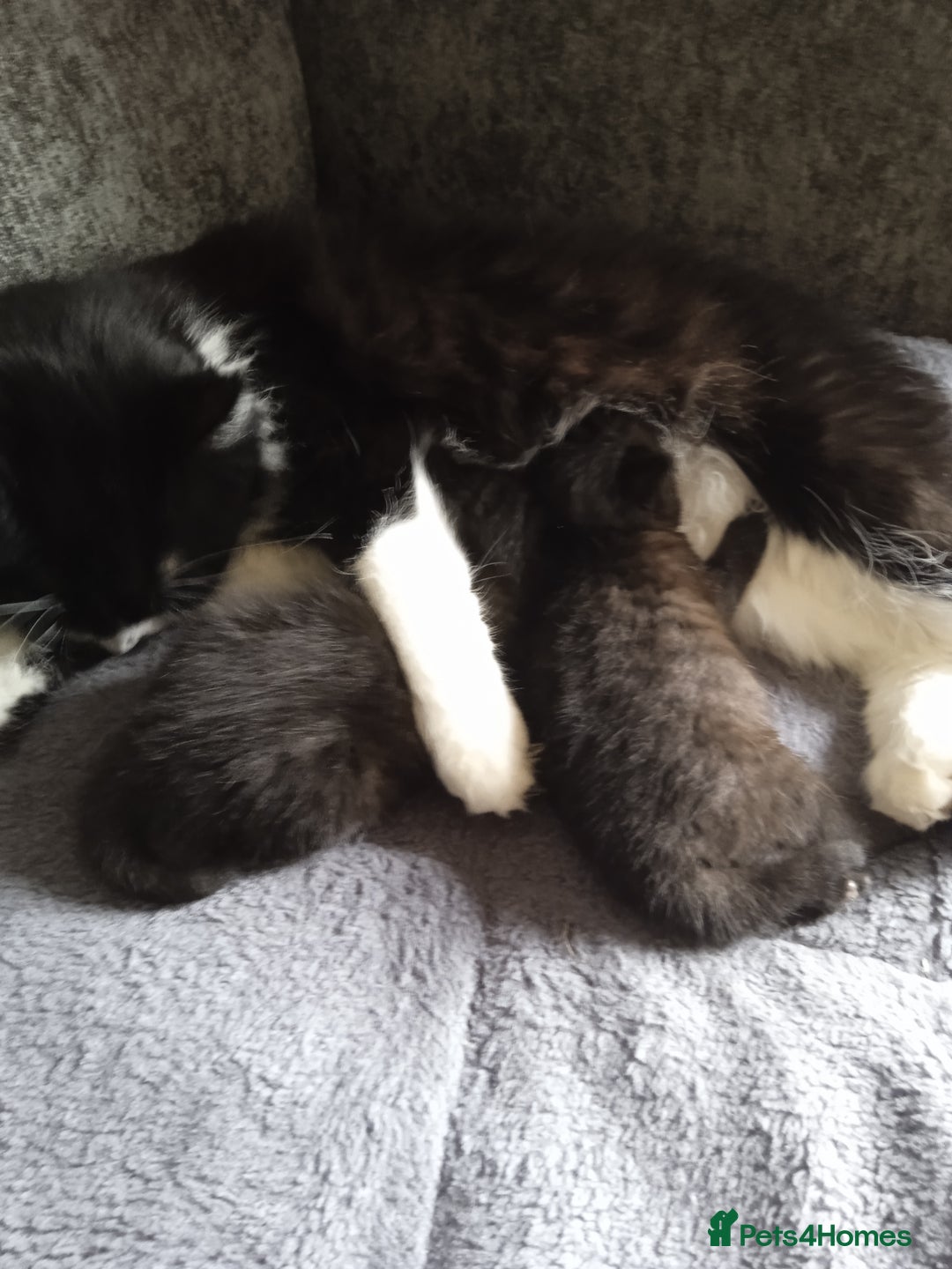 Mixed Breed cats for sale: 1 baby kitten - Image 1