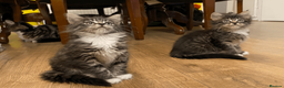 Maine Coon cats for sale: Maine Coon Absolutely Beautiful Kittens For Sale  in London - Advert 20