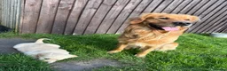 Golden Retriever dogs for stud: HANDSOME DARK GOLDEN RETRIEVER STUD-PICK OF LITTER - Advert 32