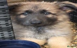 German Shepherd dogs for sale: Blue/Tan Pedigree German Shepherd puppies - Image 3