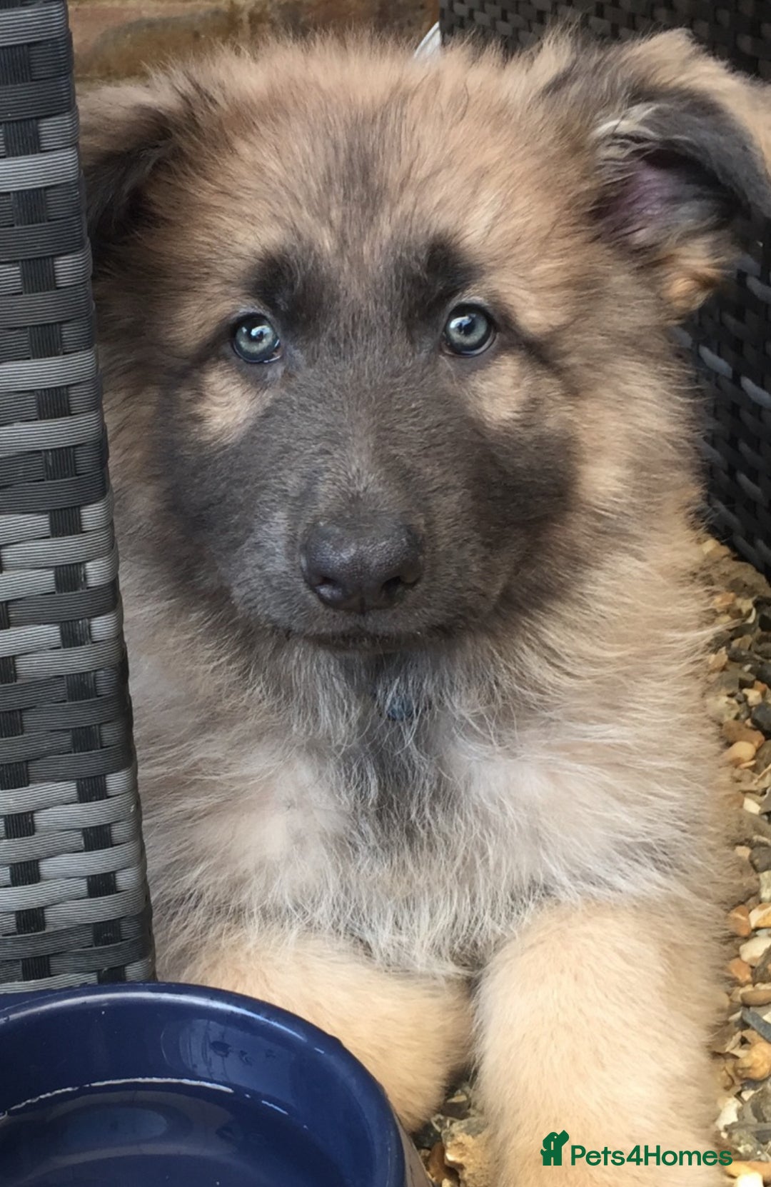 German Shepherd dogs for sale: Blue/Tan Pedigree German Shepherd puppies - Image 3