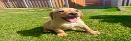 Labrador Retriever dogs for sale: Fox Red KC Registered Labradors 🐾🐾🐾 - Advert 4
