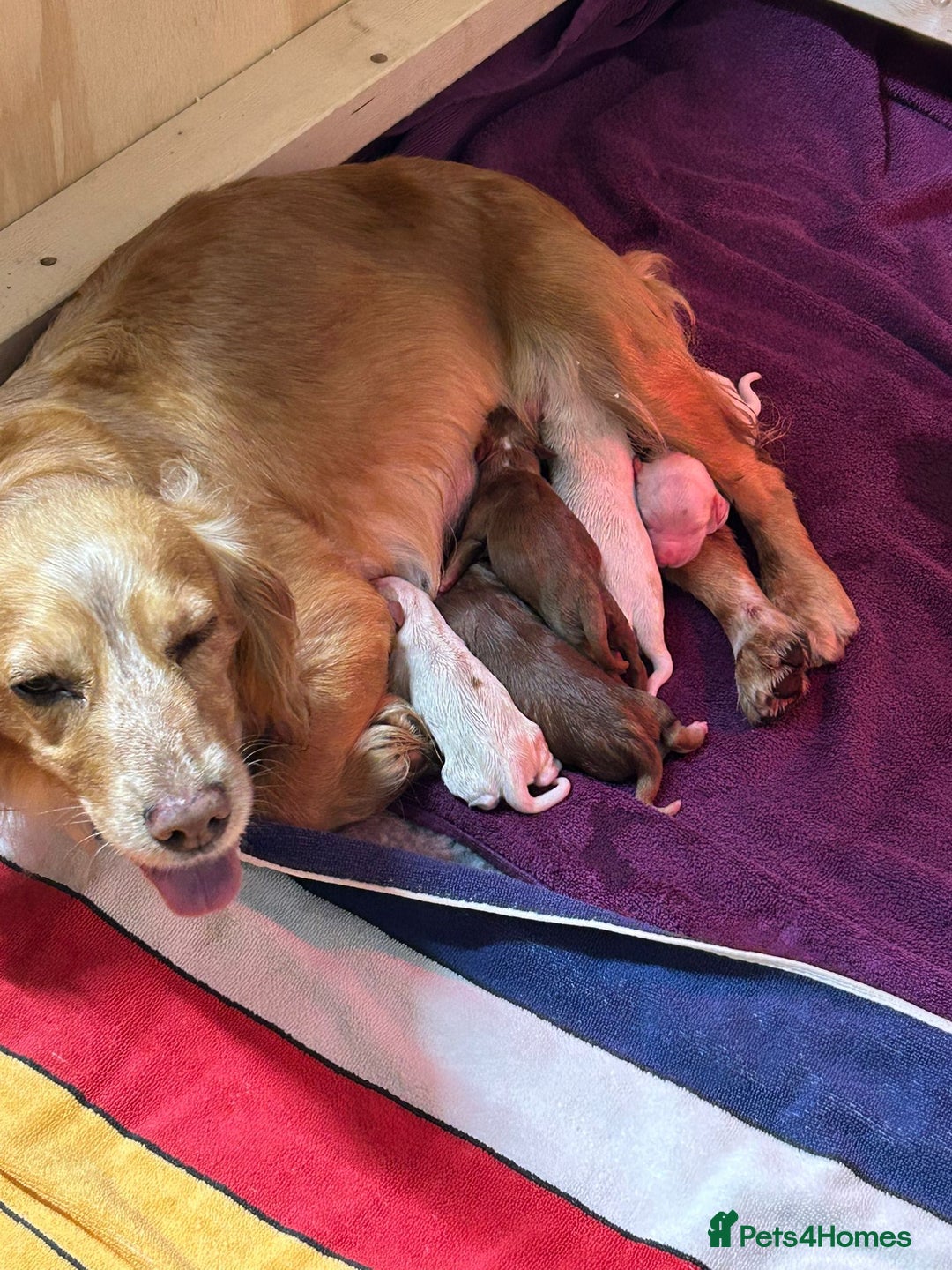 Cocker Spaniel dogs for sale: KC Reg Working Cocker Spaniel Puppies for Sale - Image 6
