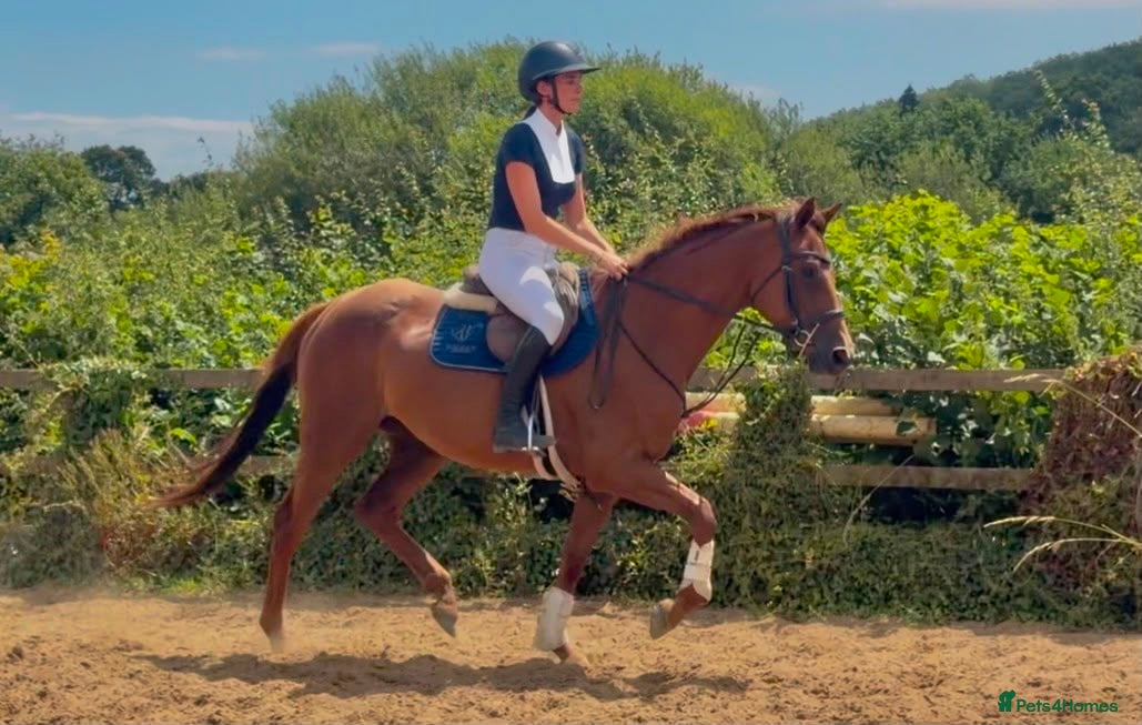 Irish Thoroughbred horses Goldie the golden girl !!  - Advert 5