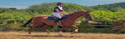 Irish Thoroughbred horses for sale: Goldie the golden girl !!  - Advert 1