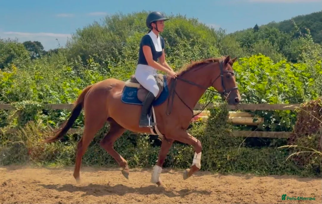 Irish Thoroughbred horses for sale: Goldie the golden girl !!  - Advert 1