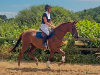 Irish Thoroughbred horses Goldie the golden girl !! - Advert 9