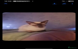 Siamese cats for sale: 3 x 2 y/o siamese males - Image 2