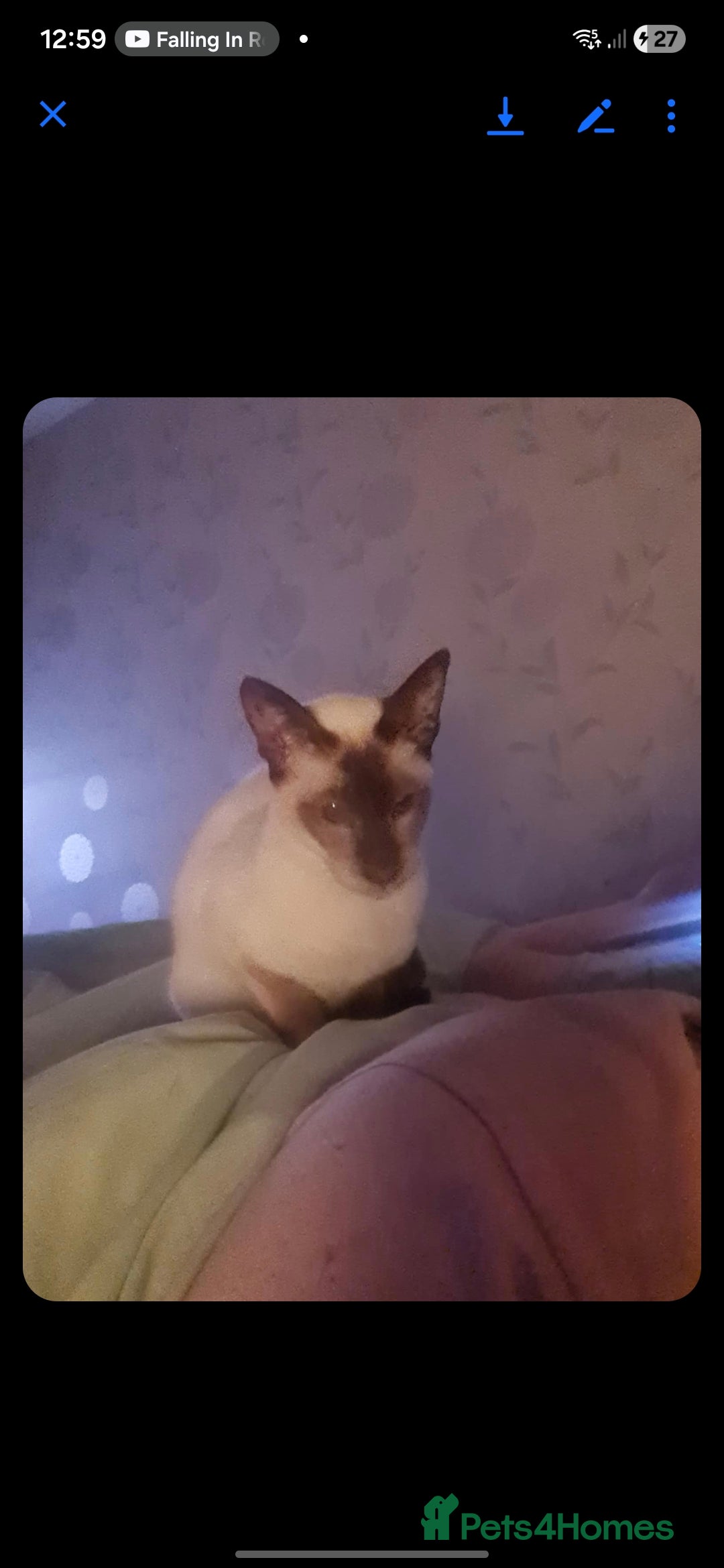 Siamese cats for sale: 3 x 2 y/o siamese males - Image 2