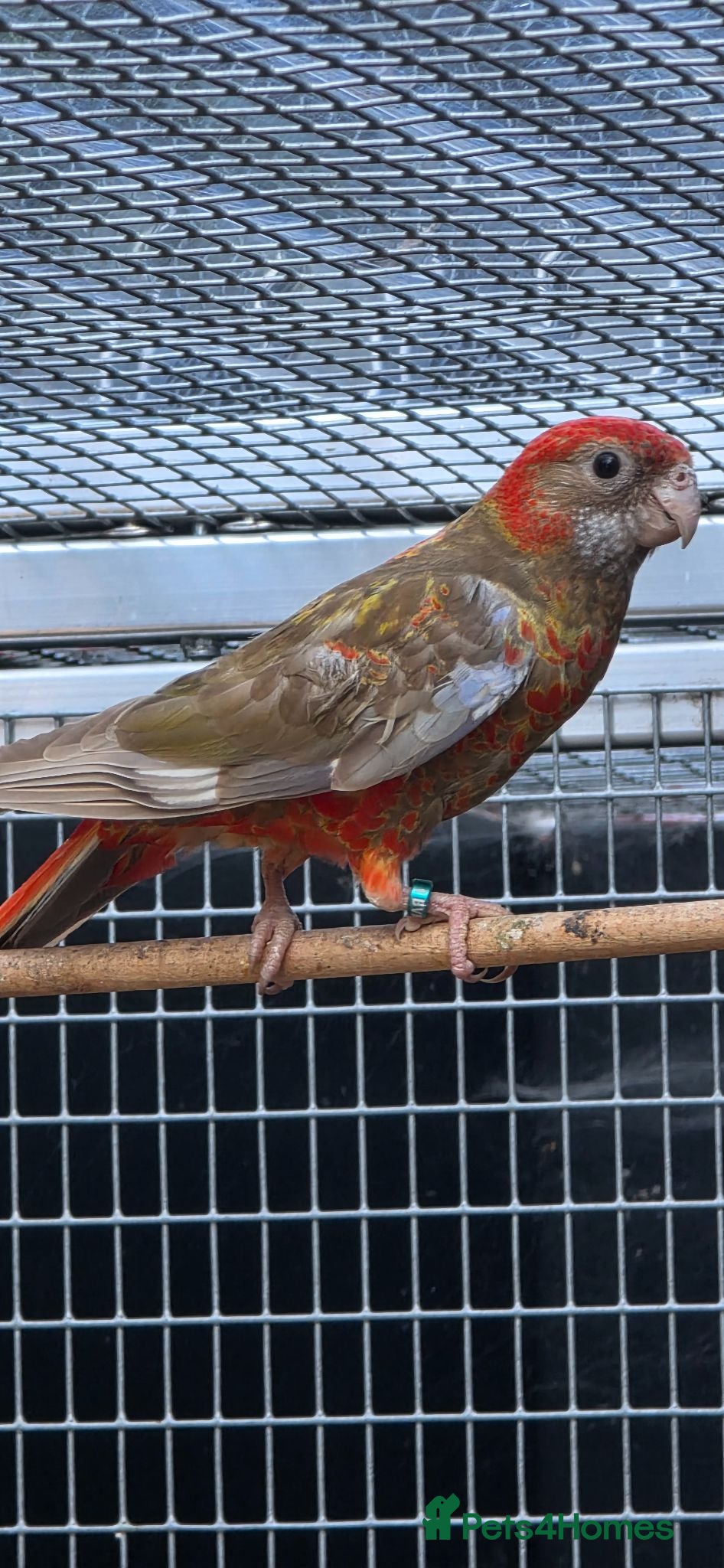 Parakeets birds Cinnamon Red Opaline Pastel GMRs - Advert 2