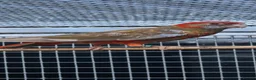 Parakeets birds for sale: Cinnamon Red Opaline Pastel GMRs - Advert 2