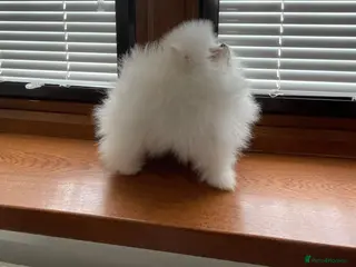 Pomeranian dogs Amazing pure white KC puppies looking for lovely🏠 - Advert 1