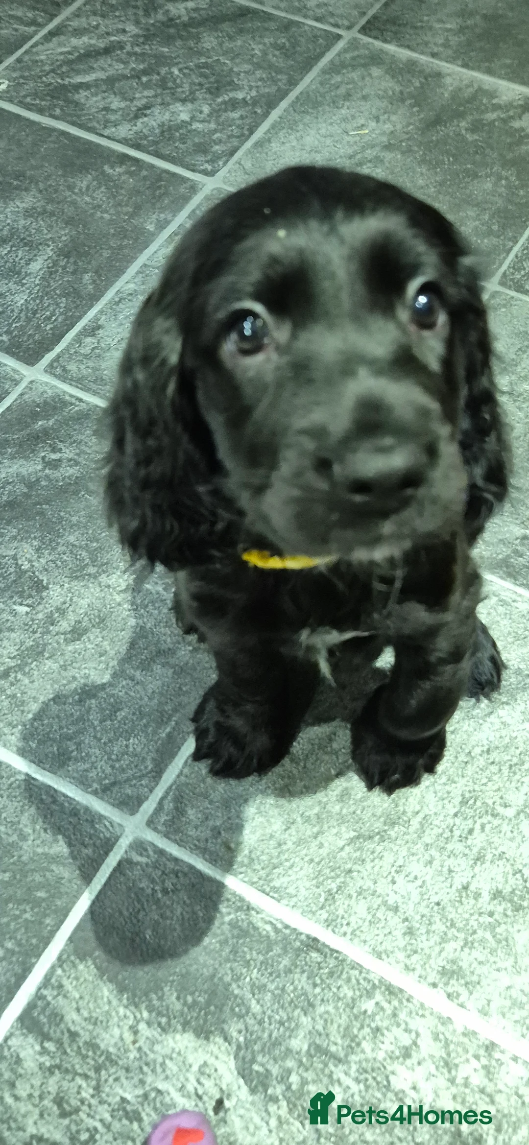 Sprocker dogs for sale: Sprocker spaniel puppies for new homes - Advert 1
