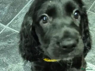 Sprocker dogs Sprocker spaniel puppies for new homes - Advert 2