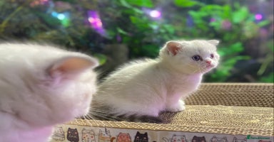 Scottish Fold cats - Advert 12