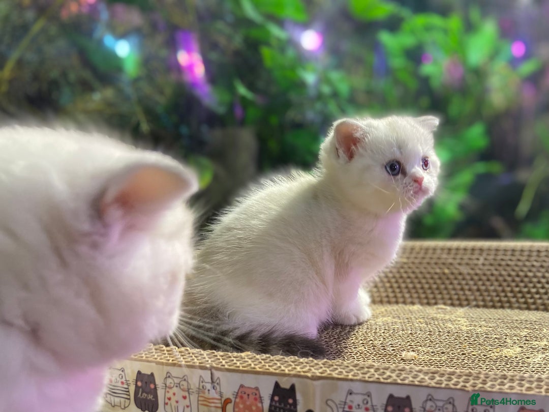 Scottish Fold cats for sale: TICA Full Pedigree kitten available  - Image 7