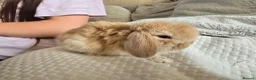 Mini Lop rabbits for sale: Beautiful Pure Mini Lop Bunnies Looking for Homes - Advert 3