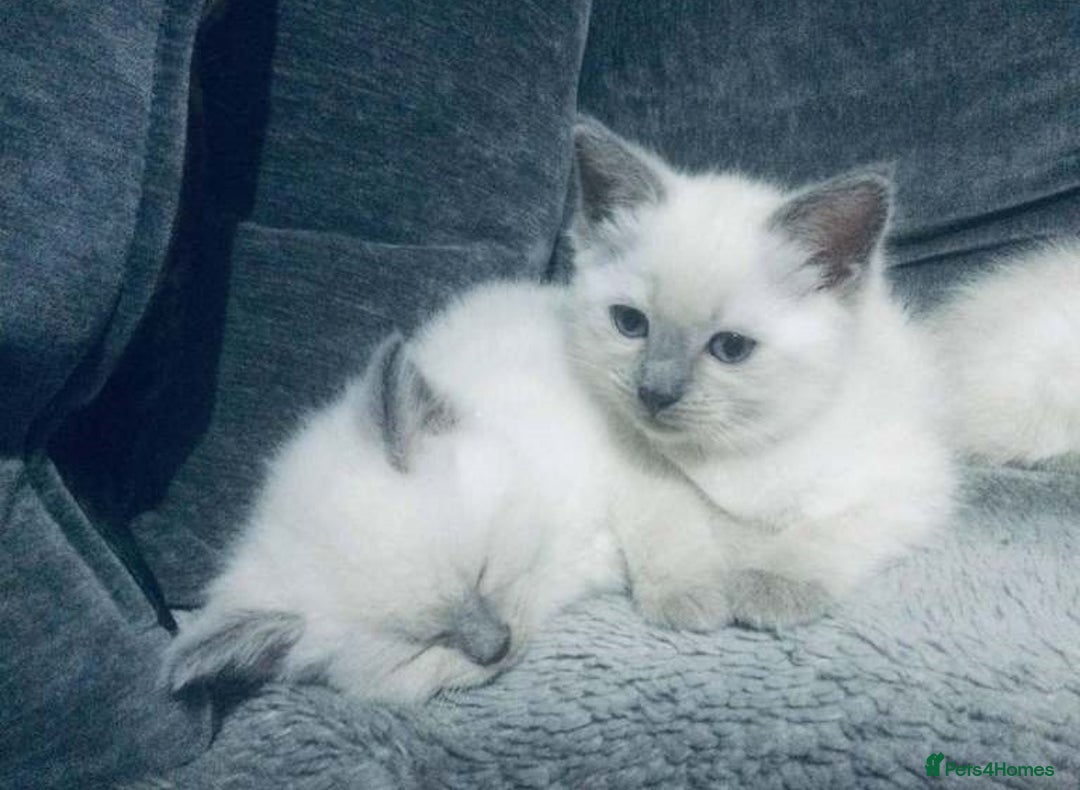 Ragdoll cats for sale: Gorgeous Ragdoll kittens for great homes - Advert 8