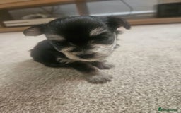 Morkie dogs for sale: 🐶 Adorable Morkie Puppies 🐶 - Image 14