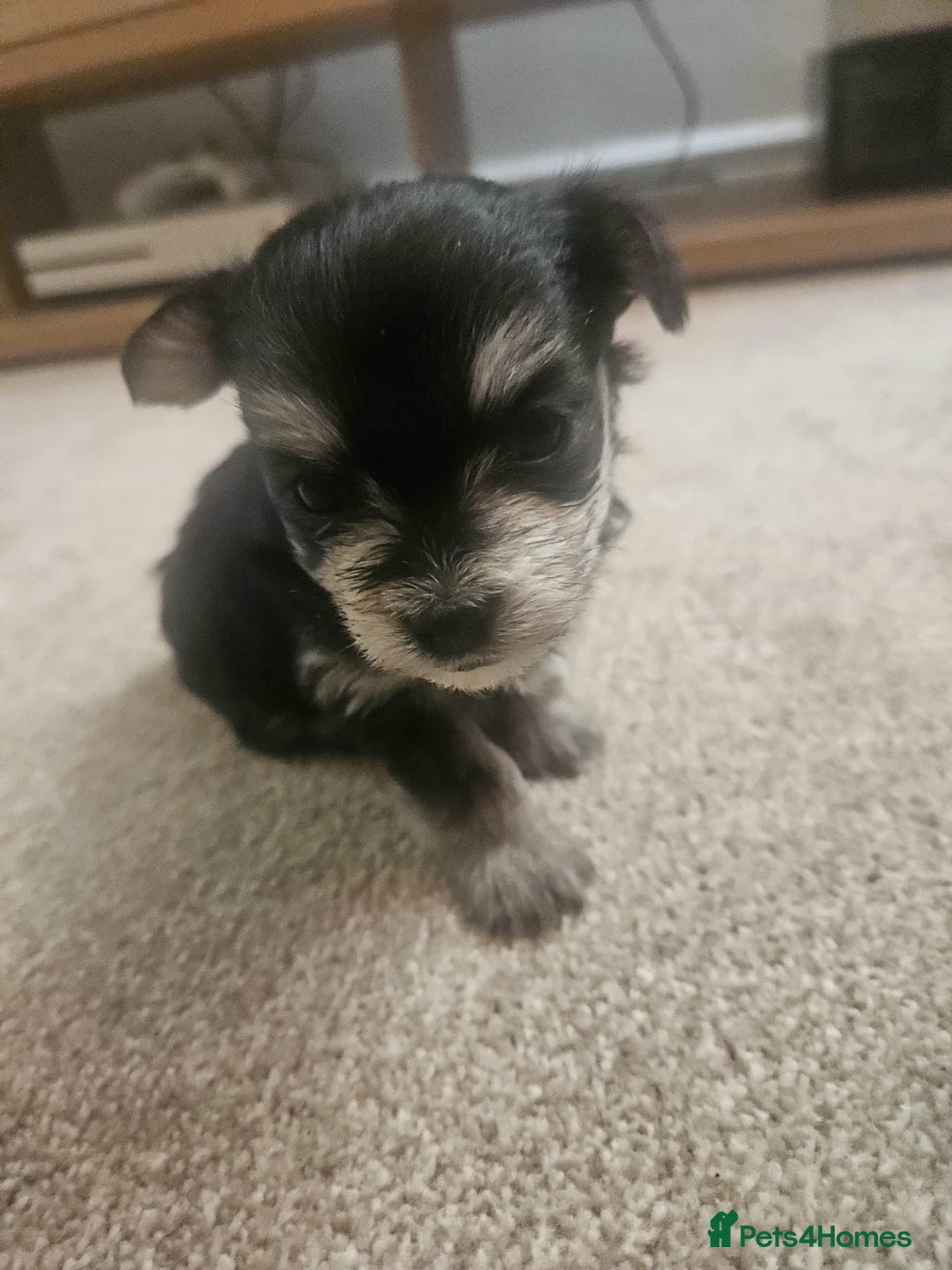 Morkie dogs for sale: 🐶 Adorable Morkie Puppies 🐶 - Image 14