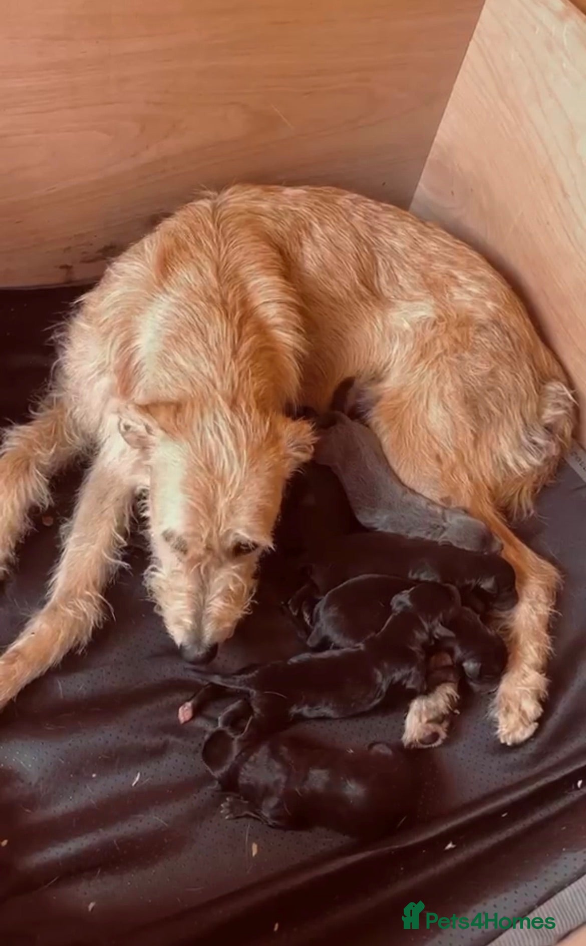 Mixed Breed dogs Bedlington whippet pups - Advert 12