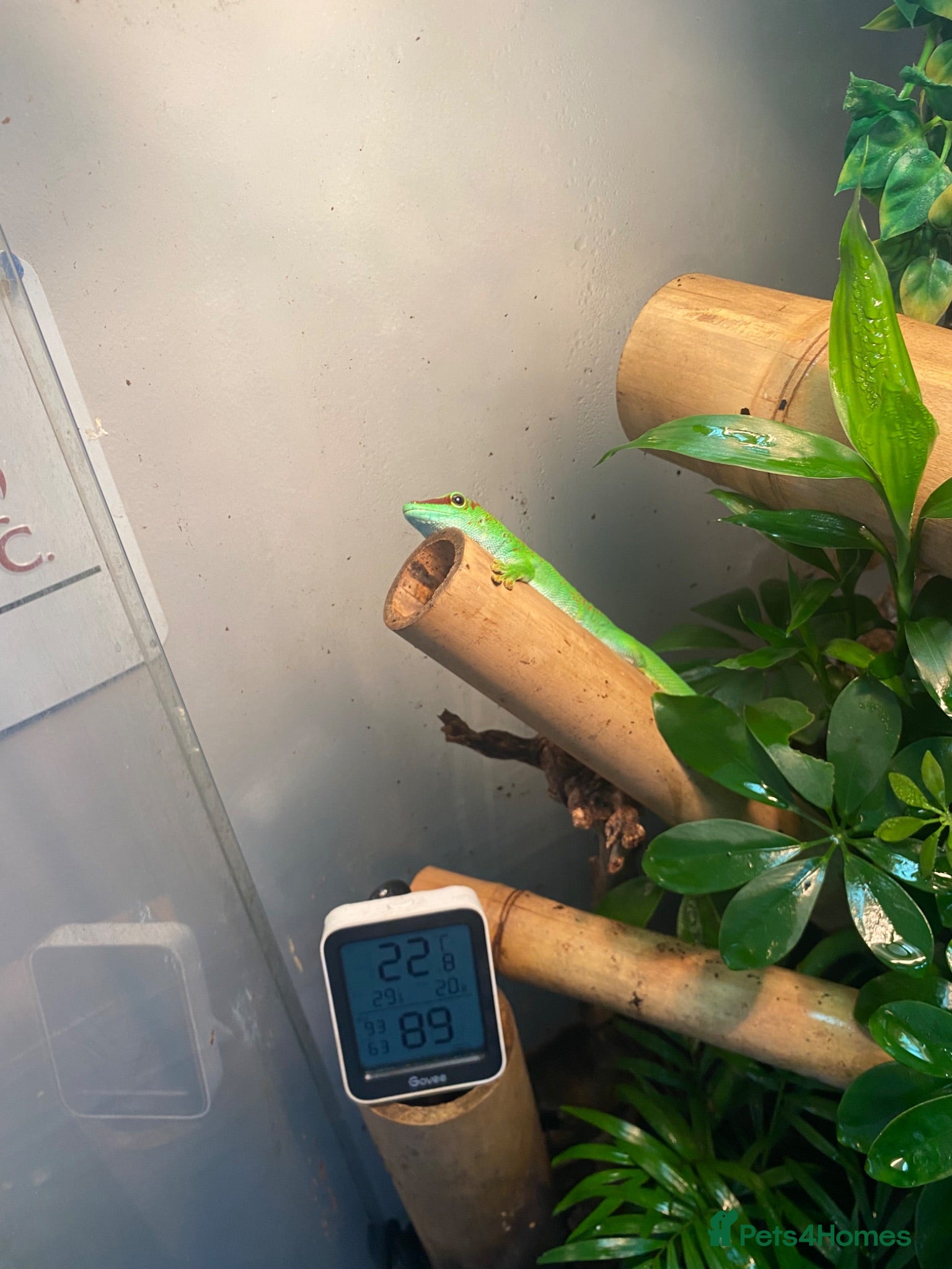 Gecko reptiles Day gecko - tank/ accessories included  - Advert 3