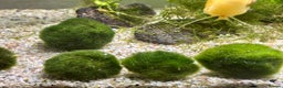 Snails fish for sale: Golden Apple Snails & Moss Balls  - Advert 10